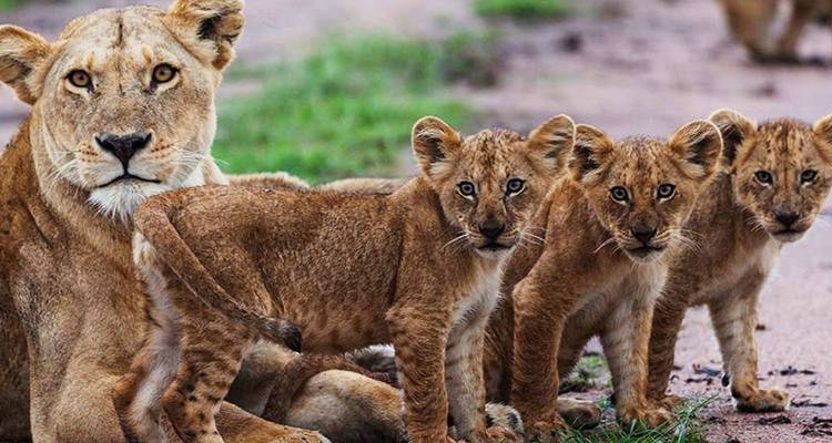 Lionne avec trois petits curieux debout sur un chemin de terre après la pluie.