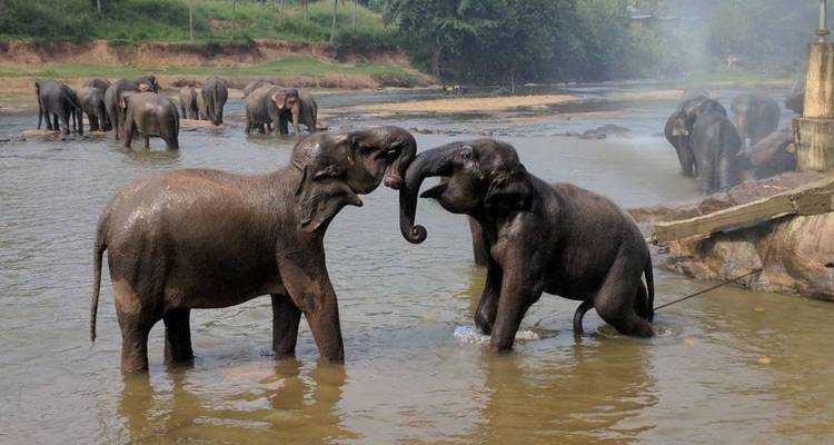 Dutzende asiatischer Elefanten baden und spielen in einem breiten, seichten Fluss, der von grünen Dschungelufern umgeben ist.
