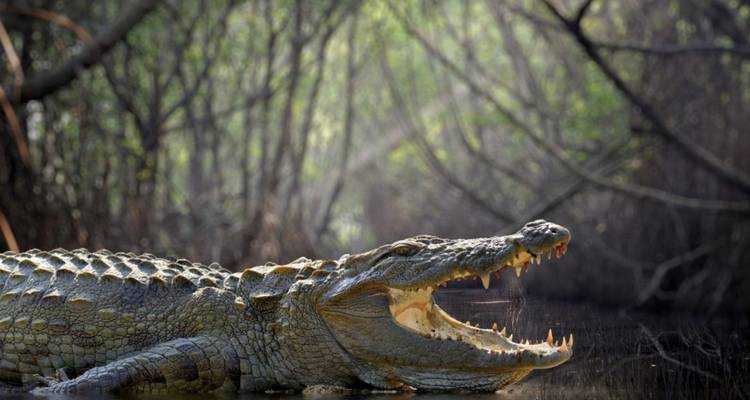 Ein großes Krokodil liegt in einem Mangrovensumpf mit weit geöffnetem Maul, Sonnenlicht filtert durch die Äste.