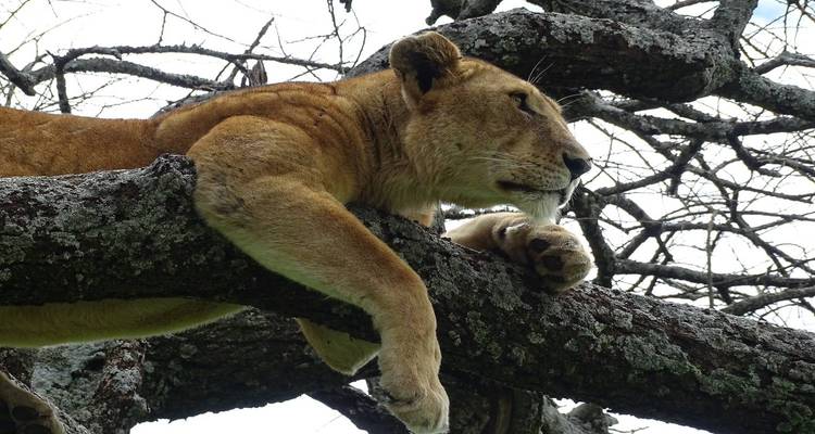 Une lionne se prélasse sur une épaisse branche d'arbre au milieu d'un enchevêtrement de branches et de lichen.