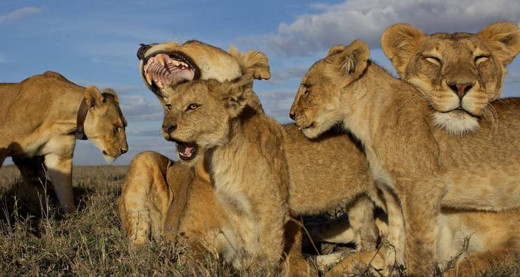 Une troupe de lions avec des lionceaux joueurs se rassemble sur une prairie ouverte sous un ciel dramatique.