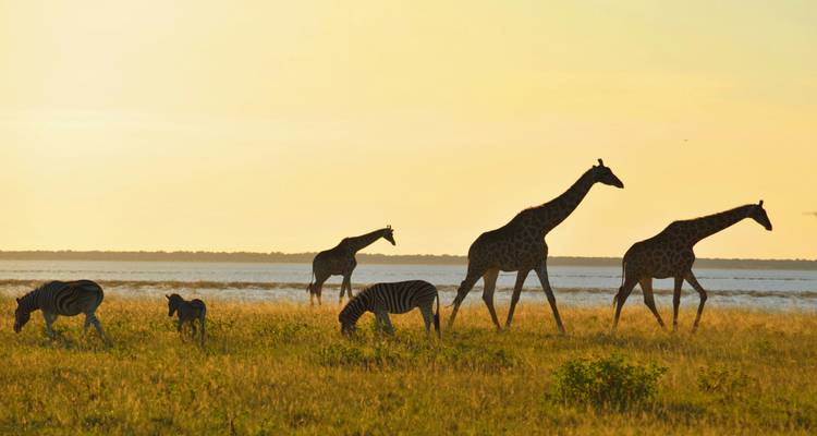 Silhouetten von Giraffen und Zebras, die in der Abenddämmerung auf einer goldenen Ebene neben einem Fluss grasen