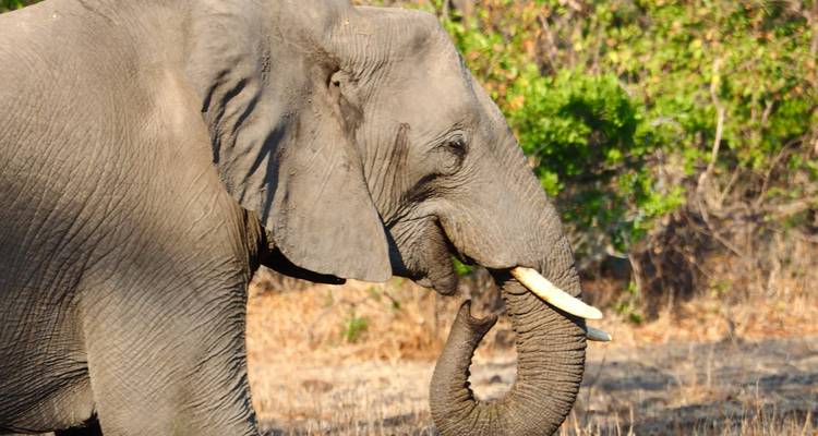 Seitenansicht eines afrikanischen Elefanten, der Vegetation kaut, mit glänzernden Elfenbeinzähnen