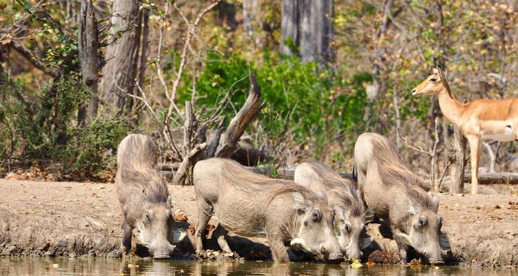 Drei Warzenschweine, die an einem Wasserloch trinken, während eine Impala im Hintergrund zuschaut