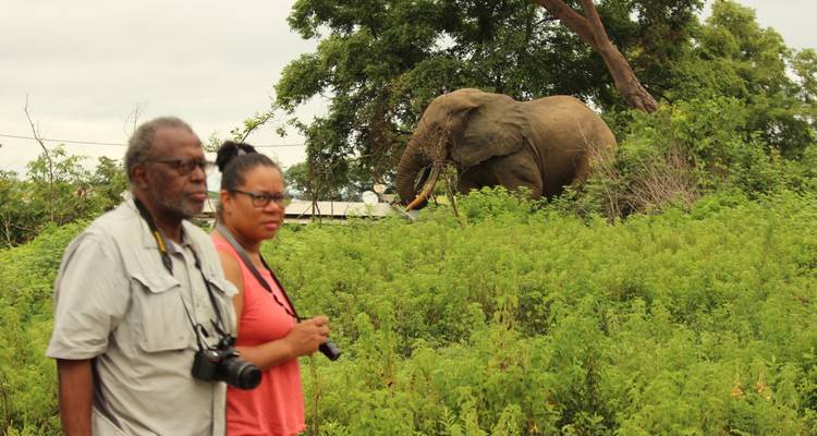 Man and woman watch a tusked elephant feeding in green vegetation at close range.