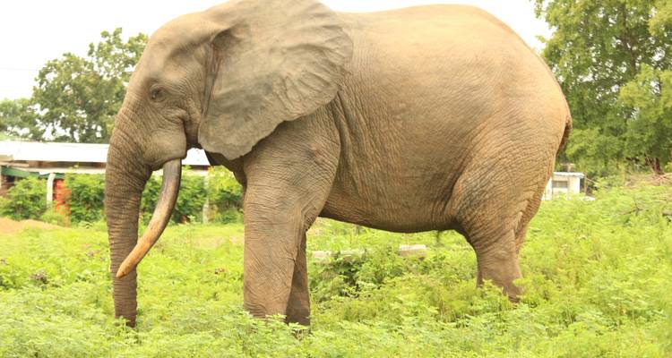 Close-up of a large African elephant grazing among dense green shrubs.