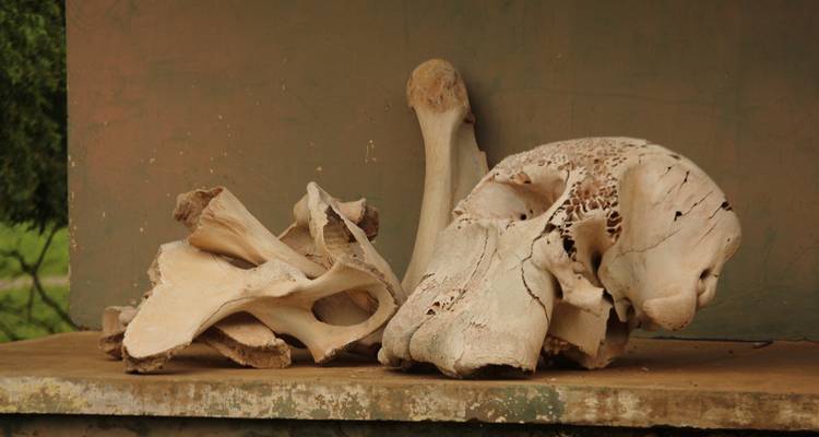 Display of large bleached animal bones, including an elephant skull, on a wooden shelf.