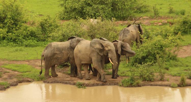Three elephants gather beside a muddy watering hole surrounded by bright green vegetation.