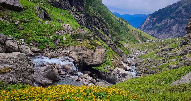 Vallée alpine vibrante avec ruisseau en cascade, falaises rocheuses et tapis de fleurs sauvages jaunes.