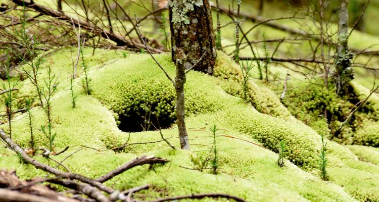 Nahaufnahme von schwammigem grünem Moos und jungen Setzlingen auf einem Waldboden mit verstreuten Ästen.