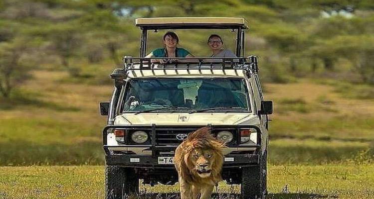 Véhicule de safari avec deux touristes se tenant dans l'écoutille du toit suivant de près un lion mâle marchant dans une prairie dégagée.