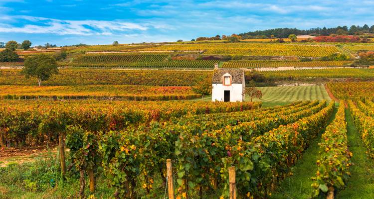 Les vignobles ondulants de Bourgogne dans les teintes de vert et d'or avec une petite cabane en pierre au milieu des rangées de raisin.