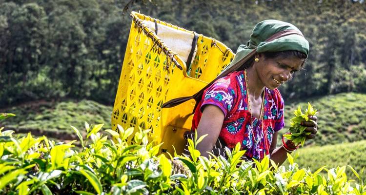Sri Lankan tea picker wearing colorful clothes and head scarf harvesting fresh tea leaves in plantation.