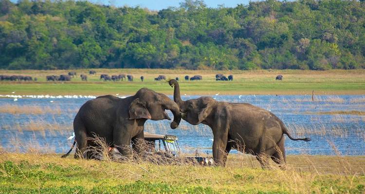 Two wild elephants interacting beside a safari jeep at the edge of a lake with distant herds.