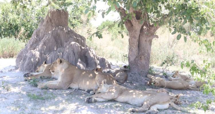 Group of lions resting in the shade of a tree beside a large termite mound in a sandy savannah setting.