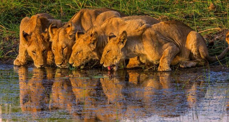 Four young lions crouched together drinking from a reflective waterhole at sunset light.