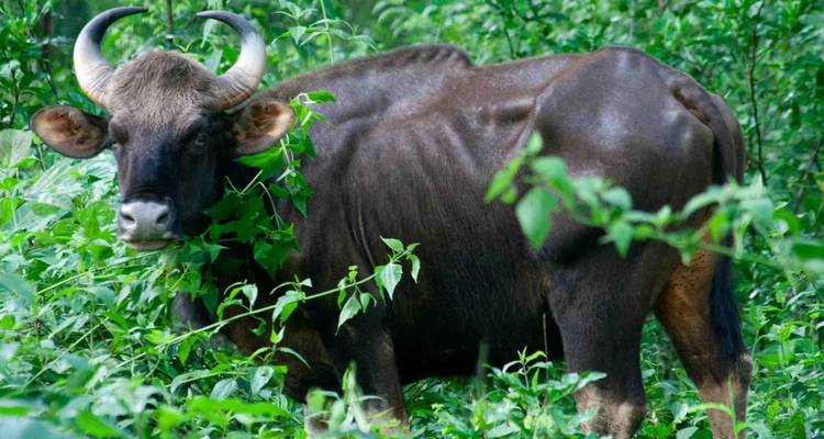 Indischer Gaur, der sich inmitten dichter grüner Vegetation befindet und in Richtung der Kamera schaut.