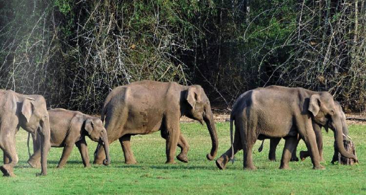 Elefantenfamilie, die über eine von dichtem Wald umgebene Graslichtung in Periyar spaziert.