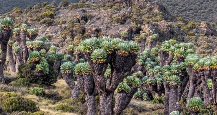 Des groupes d'arbres géants de lobélie parsèment le paysage alpin du Kilimandjaro.