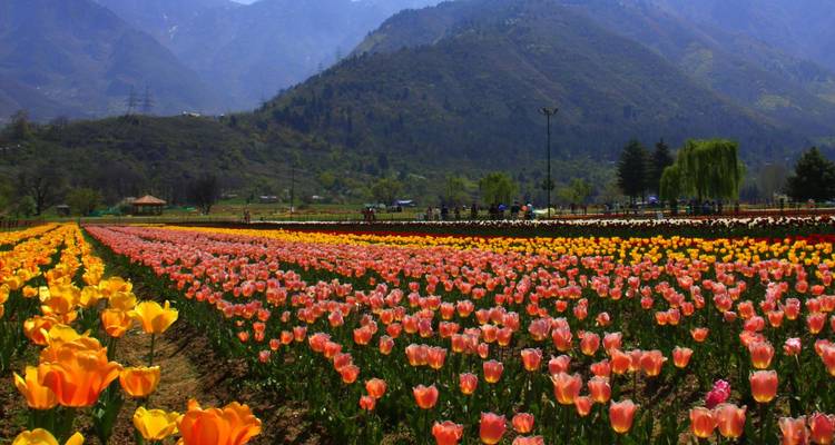 Weitläufige Reihen von leuchtend bunten Tulpen blühen vor bewaldeten Bergen unter einem dunstigem Himmel.
