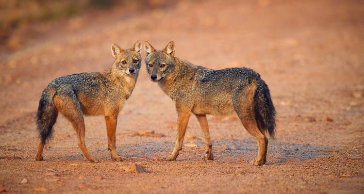 Two golden jackals standing alert on a red dirt road
