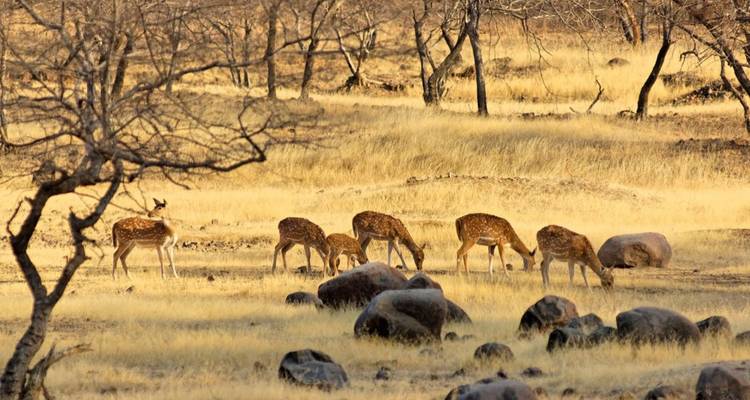 Spotted deer grazing in a dry yellow grassland dotted with rocks and trees