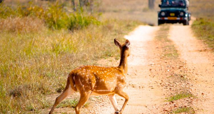 Spotted deer cautiously crossing a dirt safari track as a jeep approaches