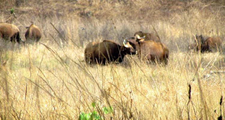 Distant herd of Indian bison grazing in tall dry grass