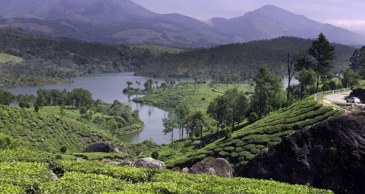 Lush tea plantations surrounding a serene lake with distant misty mountains.