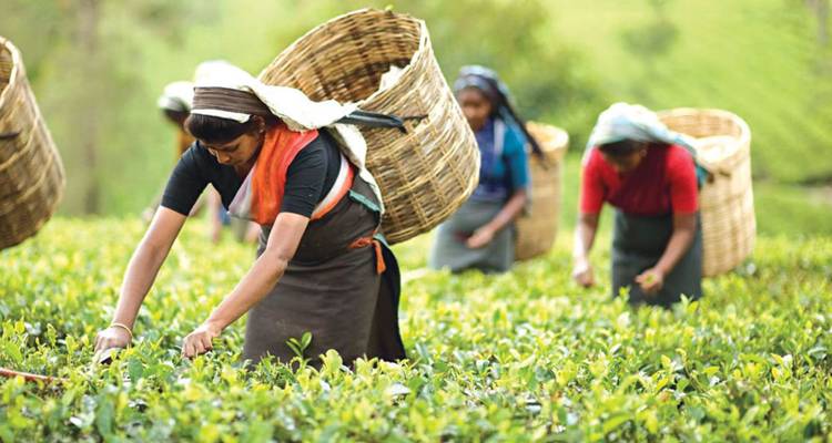 Women picking tea leaves in lush green plantation rows carrying large baskets on their backs