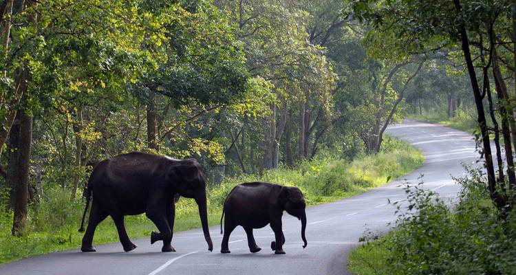 Des éléphants adultes et des éléphanteaux traversant une route forestière tranquille dans la lumière matinale tachetée.