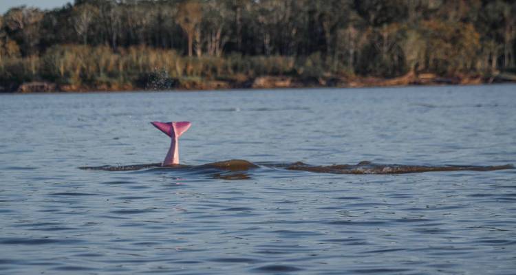 Queue de dauphin rose émergeant au-dessus d'une eau fluviale calme près de la rive de la jungle.