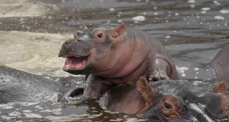 Un bébé hippopotame grimpe sur le dos d'un adulte dans une mare fluviale boueuse.
