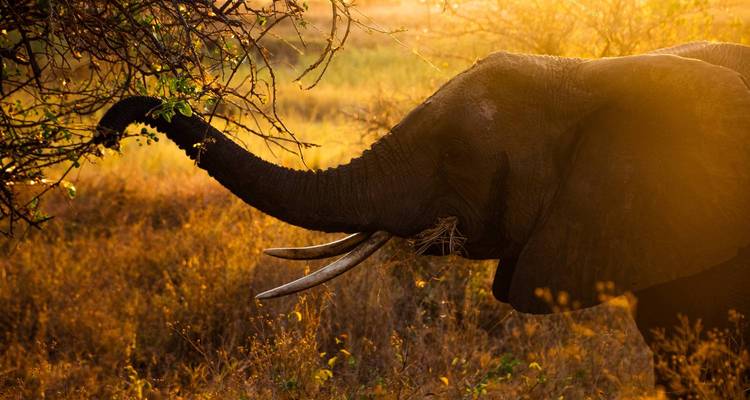 Un éléphant étire sa trompe vers des branches feuillues baignées dans la lumière chaude du coucher de soleil.