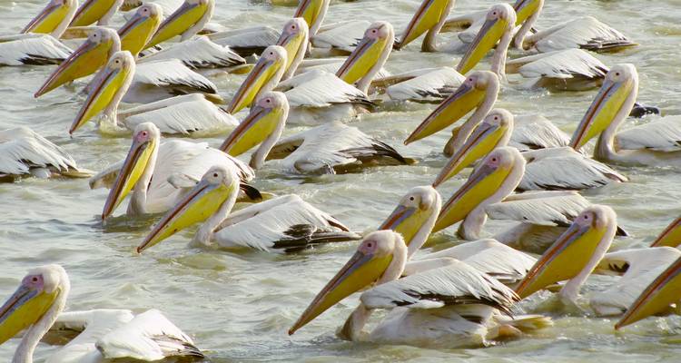 Grand groupe de pélicans blancs flottant sur l'eau dans une réserve faunique