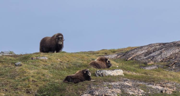Drei Moschusochsen ruhen auf der grasbewachsenen arktischen Tundra unter einem gedämpften Himmel.