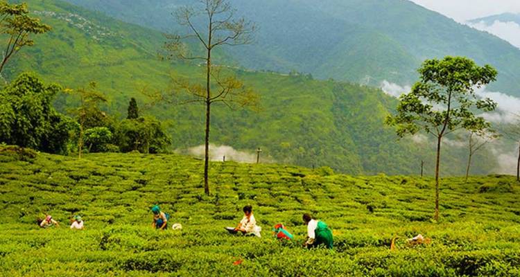 Tea pickers scattered across lush green terraced plantation surrounded by misty hills