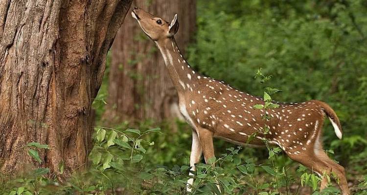 Fleckenhirsche, die sich in üppigem grünem Waldland ausstrecken, um an Blättern zu knabbern.