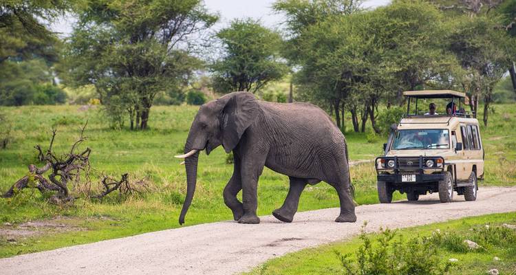 Jeep de safari en attente alors qu'un grand éléphant traverse la piste en terre dans une forêt verdoyante