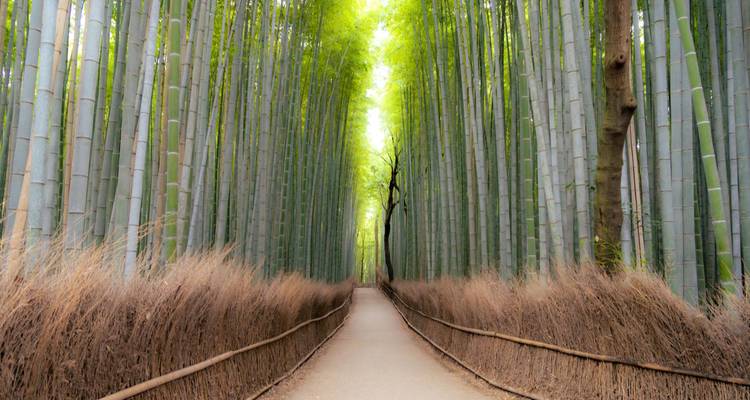 Chemin direct à travers les imposantes tiges de bambou vert d'Arashiyama Bamboo Grove