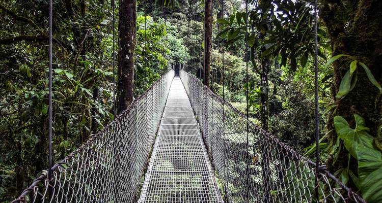 Pont suspendu de grande longueur disparaissant dans une luxuriante forêt nuageuse verdoyante