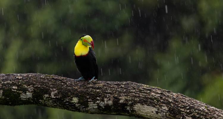 Toucan à bec caréné vibrant perché sur une branche sous la pluie douce de la forêt tropicale humide