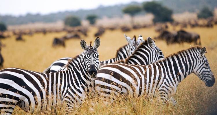 Gros plan de zèbres dans l'herbe dorée du Serengeti avec des gnou flous en arrière-plan
