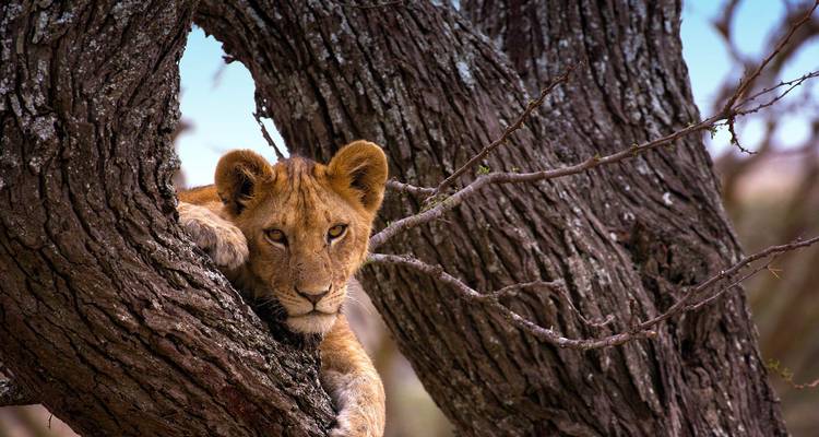 Jeune lion regardant entre les branches d'un tronc d'arbre noueux sur un ciel bleu