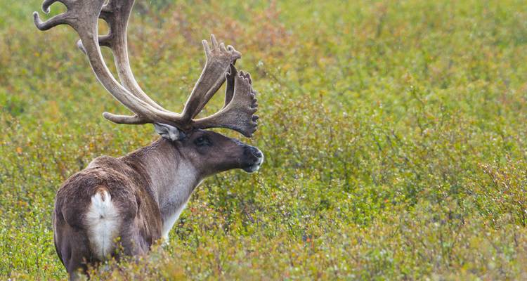 Un caribou solitaire aux bois impressionnants se tient dans un champ de végétation de toundra verte.