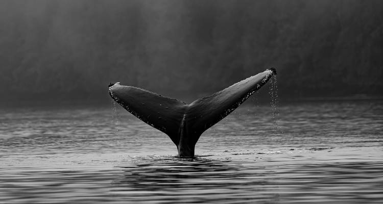 Captura en blanco y negro de la cola de una ballena goteando agua mientras se sumerge bajo la superficie del mar brumoso.