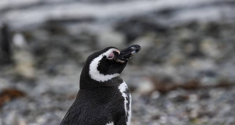 Un solo pingüino de Magallanes de pie en la orilla rocosa con el pico ligeramente abierto.