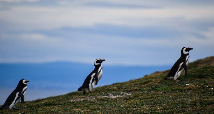 Tres pingüinos caminan por una pendiente cubierta de hierba contra un horizonte azul suave.