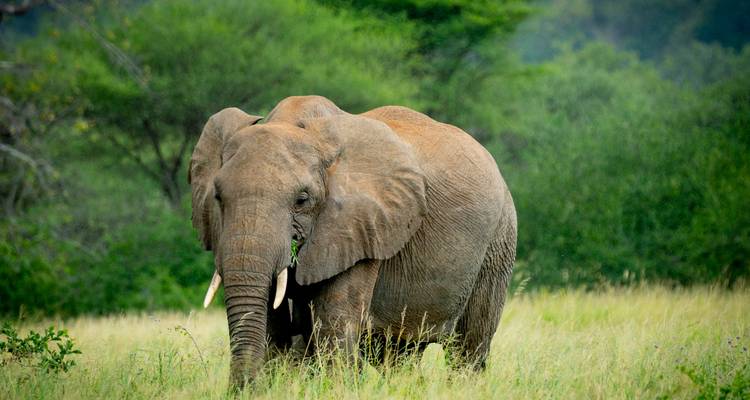 Un éléphant africain solitaire marchant dans l'herbe verte haute avec des arbres luxuriants en arrière-plan.