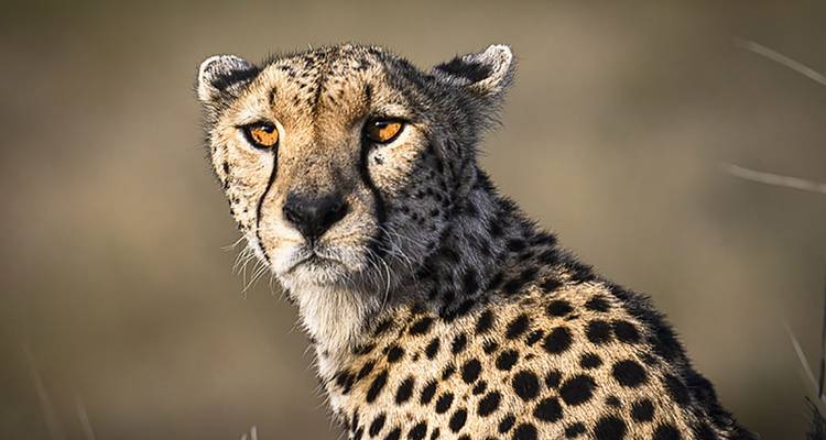 Gros plan d'un guépard regardant au loin sur un fond de prairie floue.